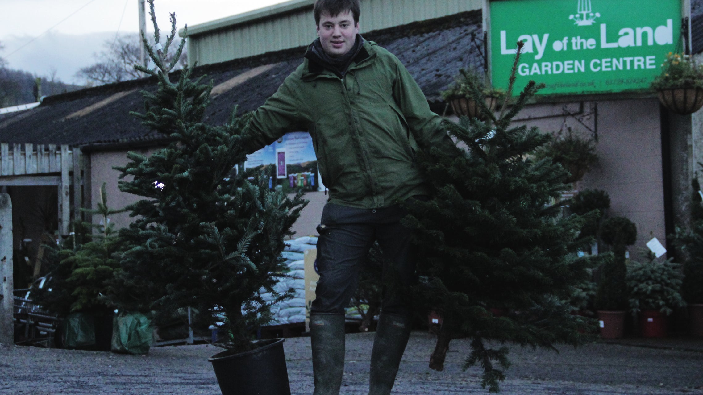 Cut Tree or Pot Grown?