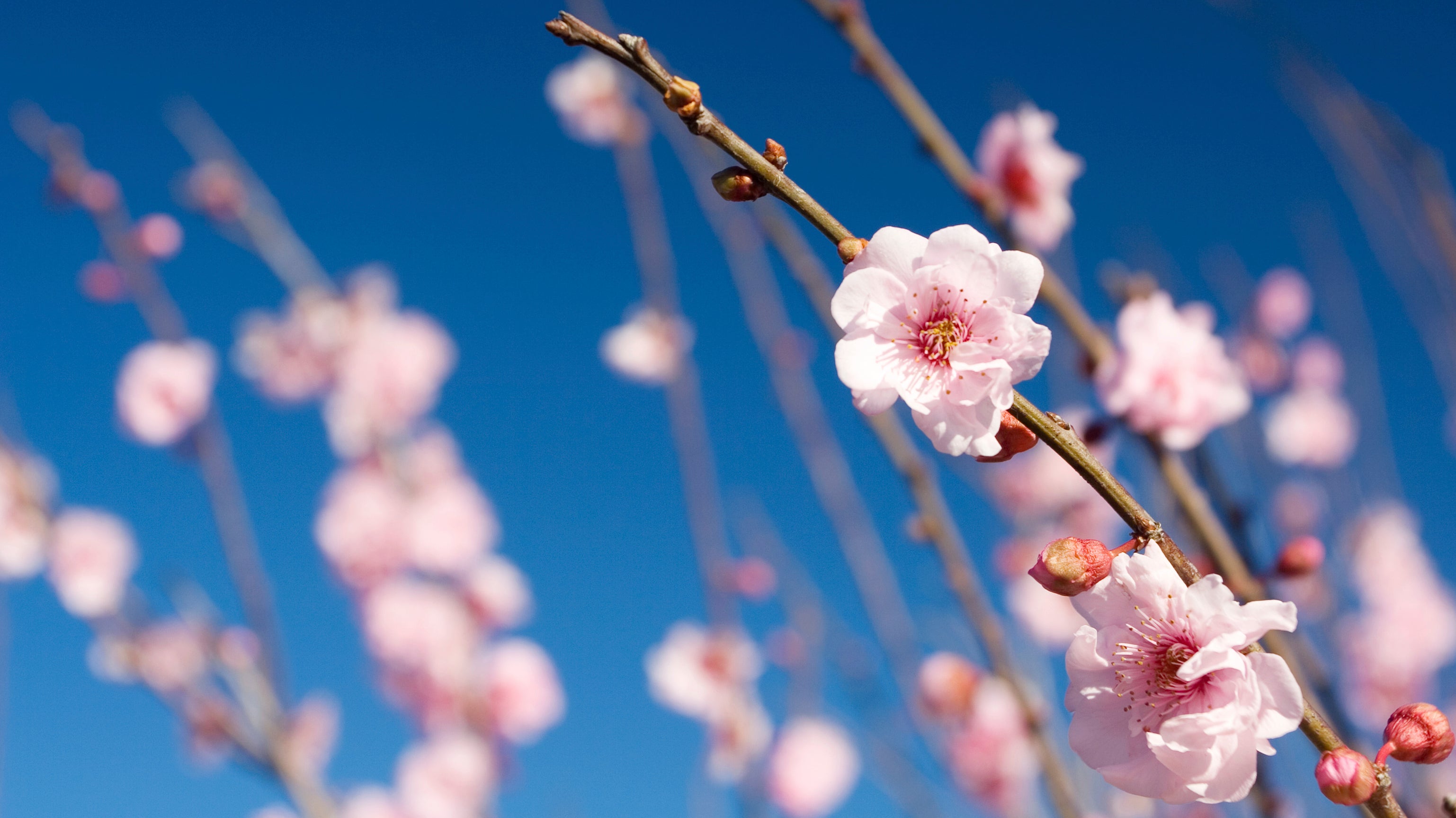 Spring is in the air!