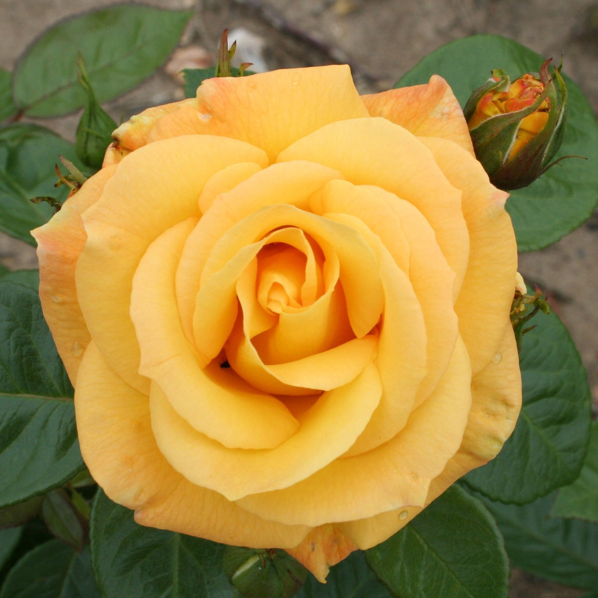Arthur Bell Bush Rose