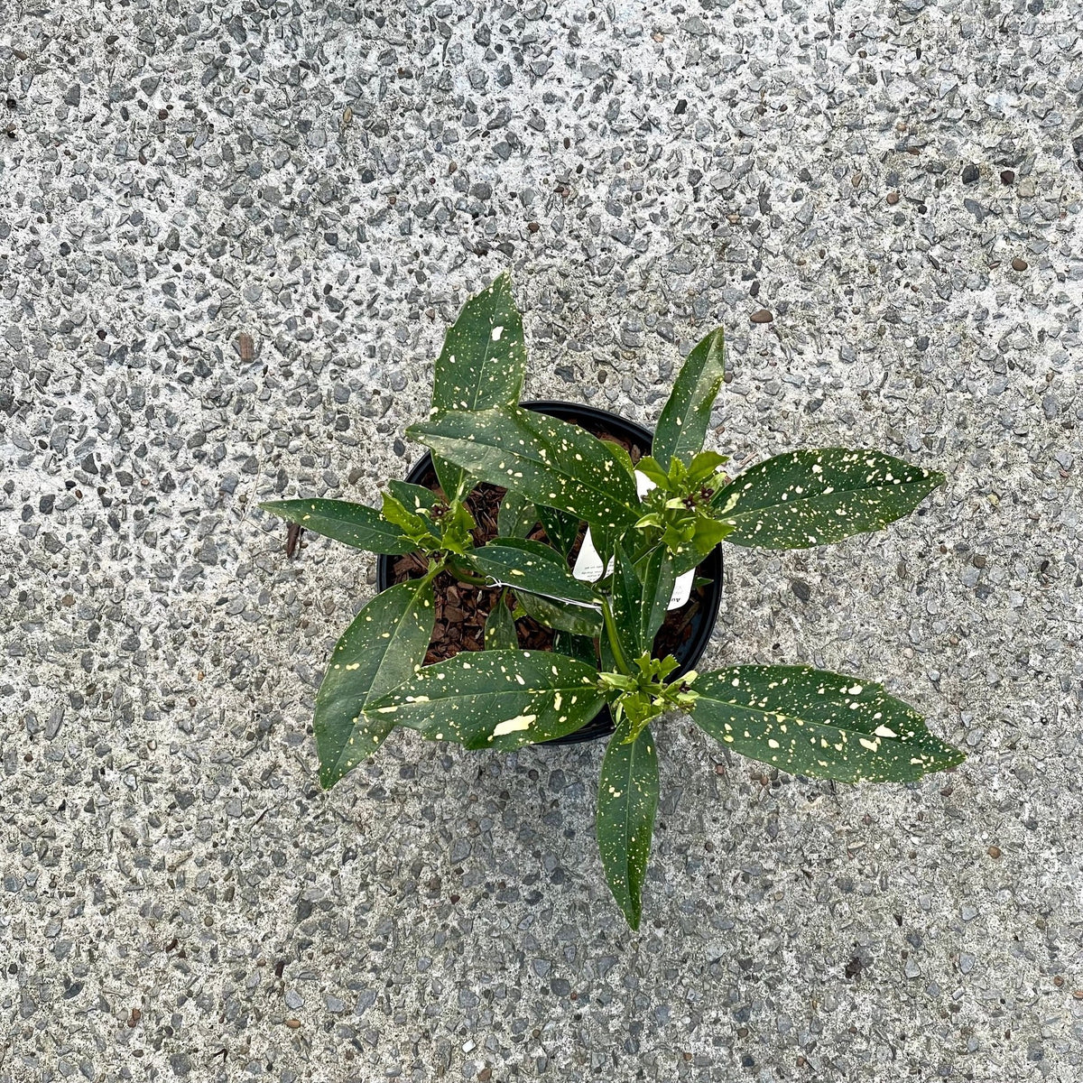 Aucuba japonica 'Variegata'