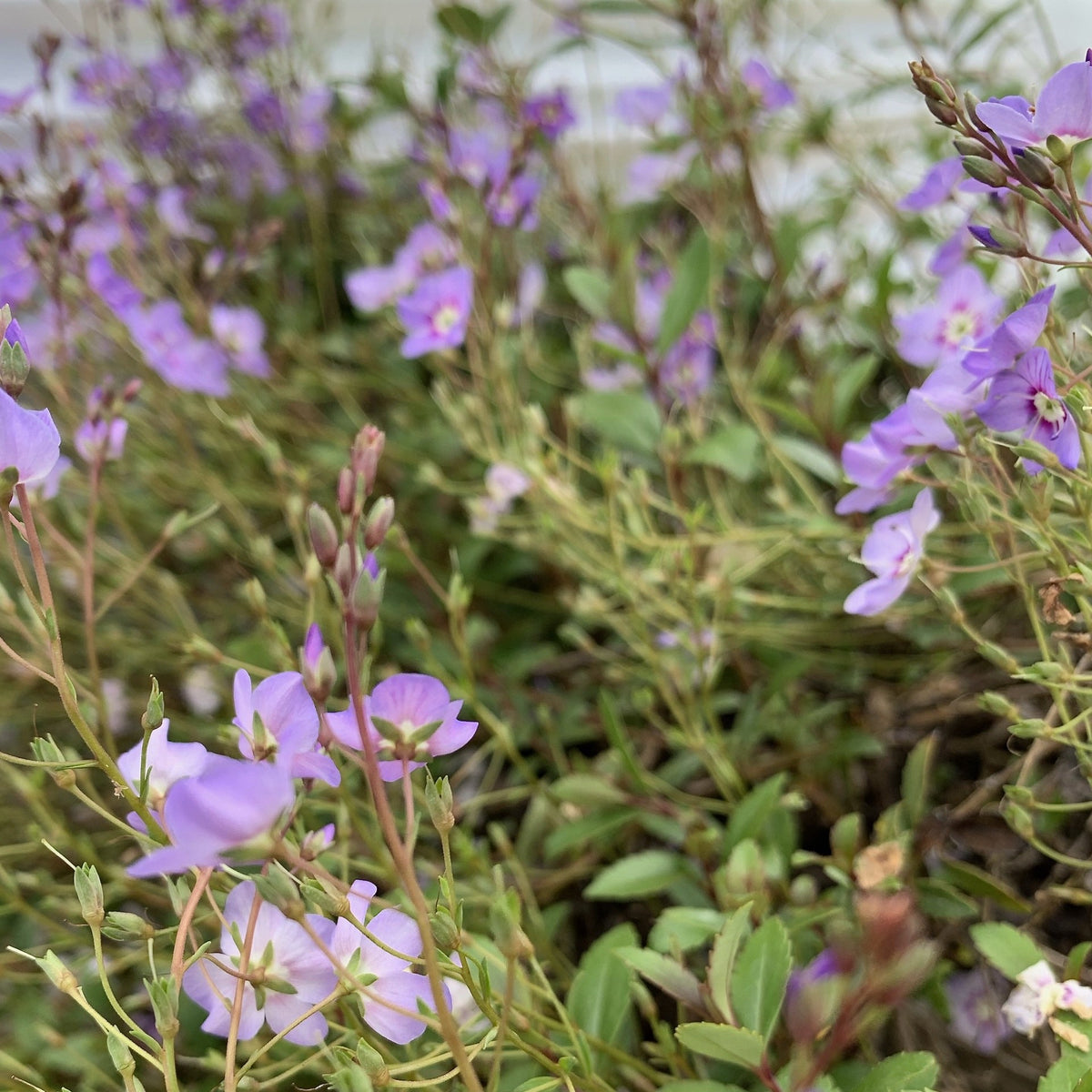 Parahebe 'Porlock'