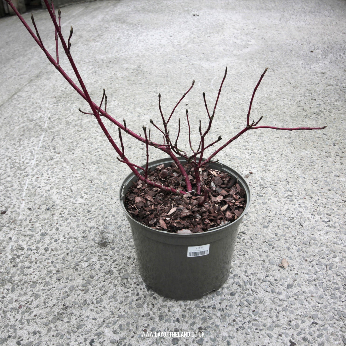 Cornus alba "Sibirica"