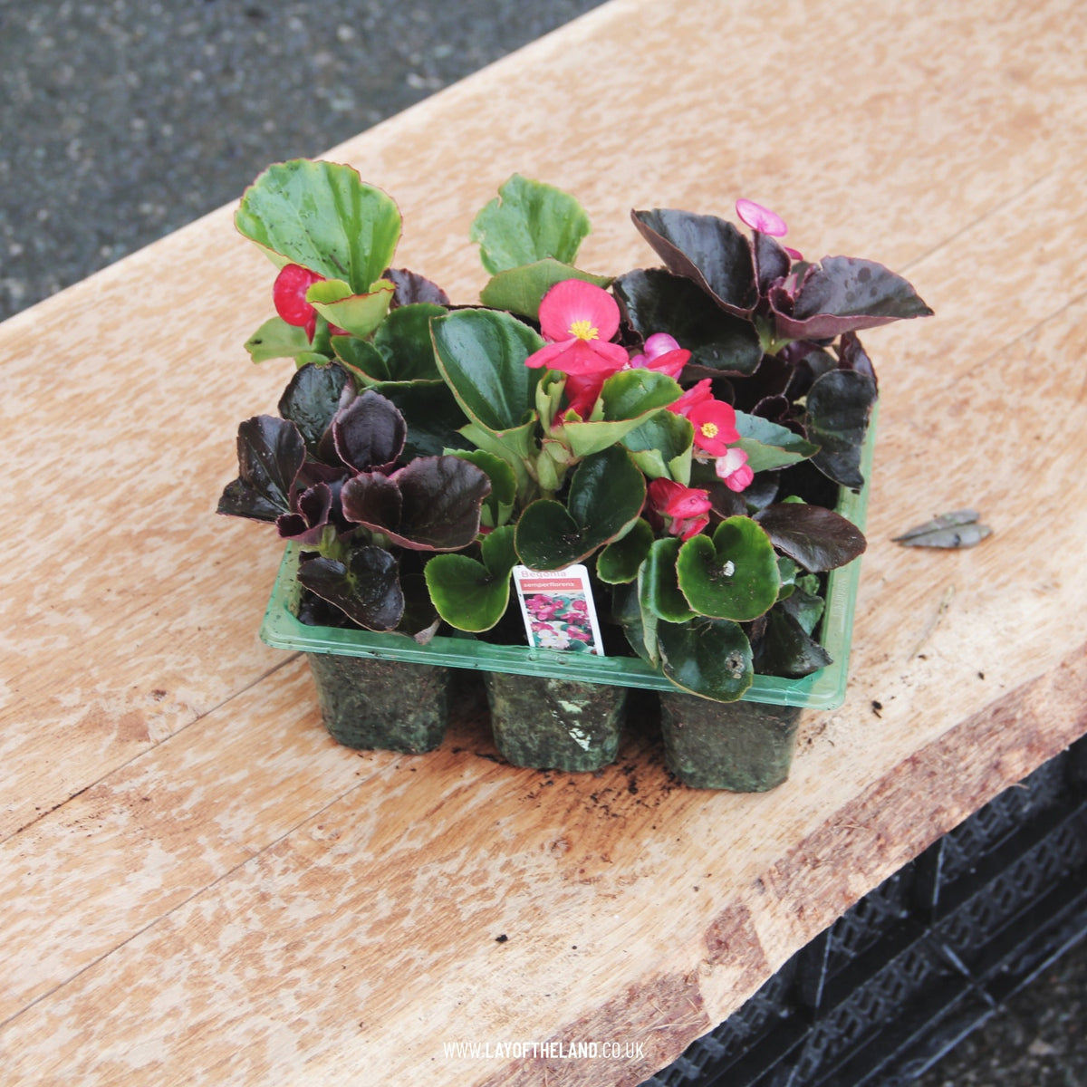 Begonia Semperflorens