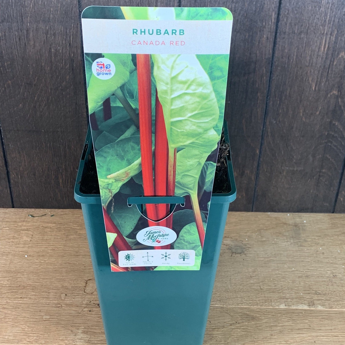 Rhubarb 'Canada Red'