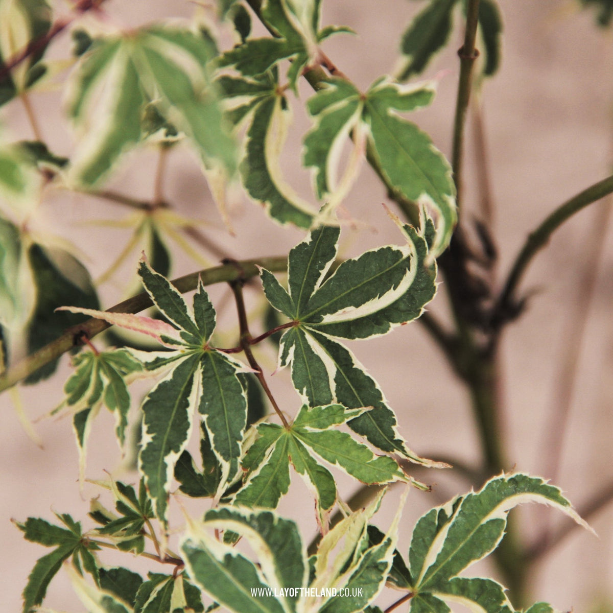 Acer palmatum 'Kagiri nishiki'