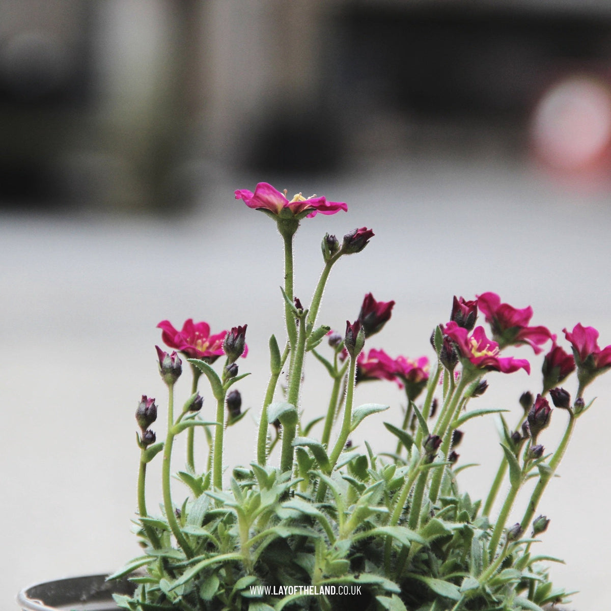 Saxifraga Alpino Deep Rose