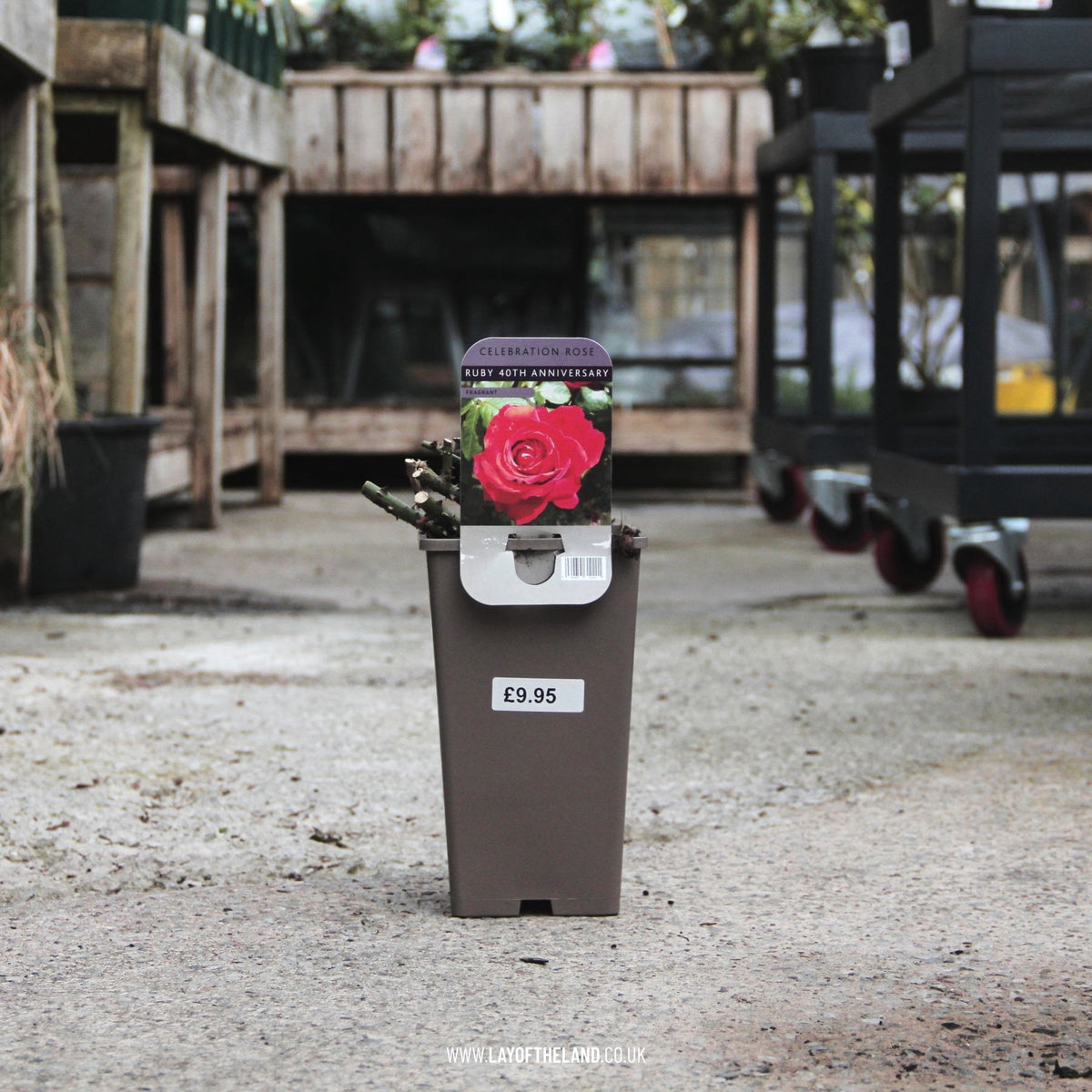 Ruby 40th Anniversary Hybrid Tea Rose