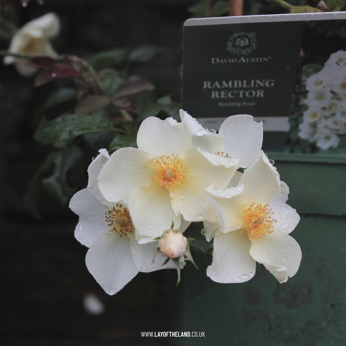 Rambling Rector