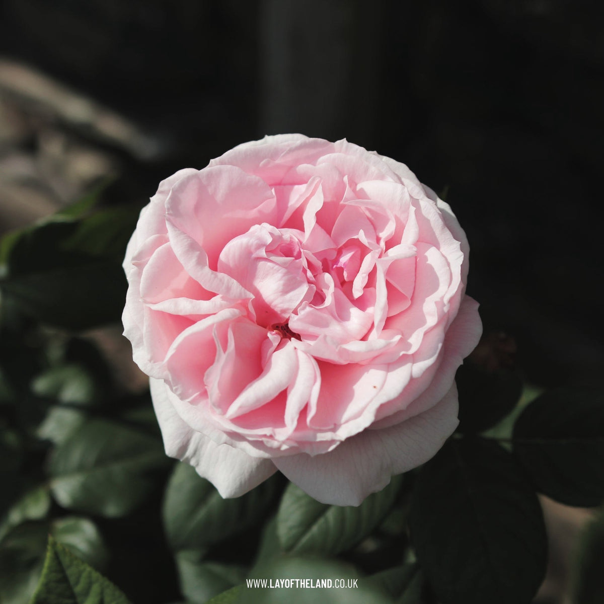 Hybrid Tea Bush Rose Donatella
