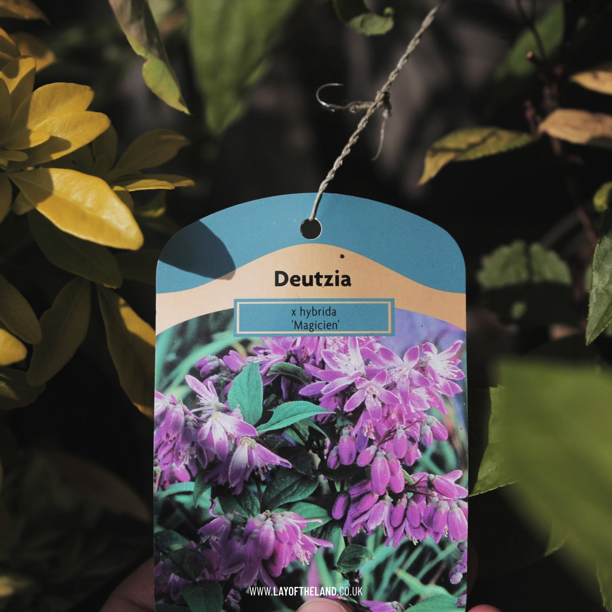 Deutzia x hybrida 'Magicien'