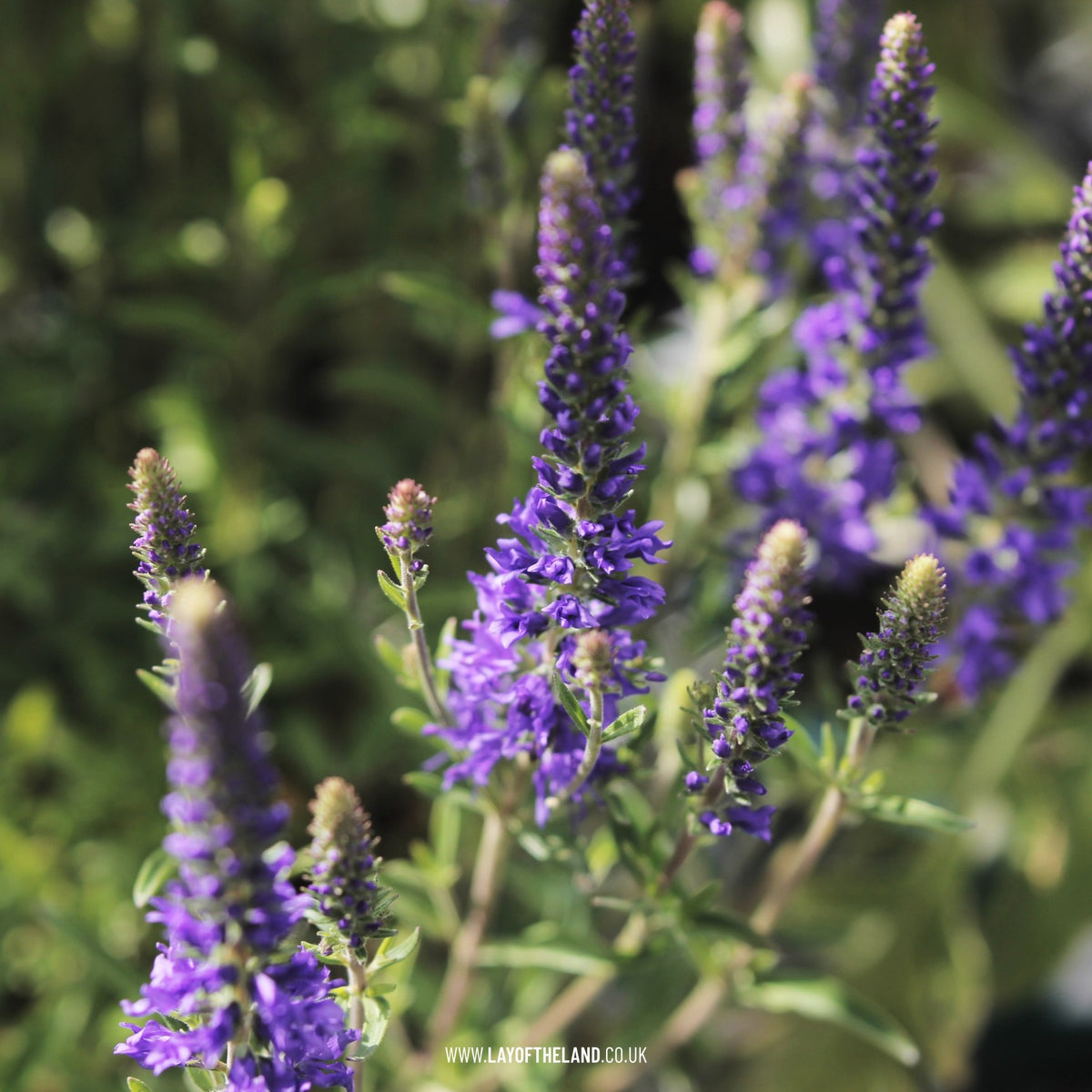 Veronica spicata Inspire Blue