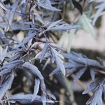 Sambucus nigra 'Black Lace'