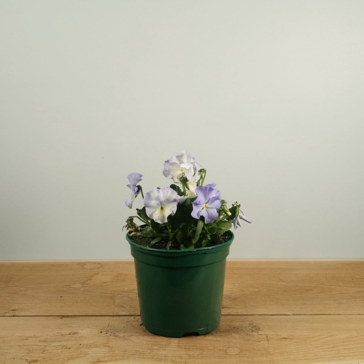 Victorian Viola Andy Pandy
