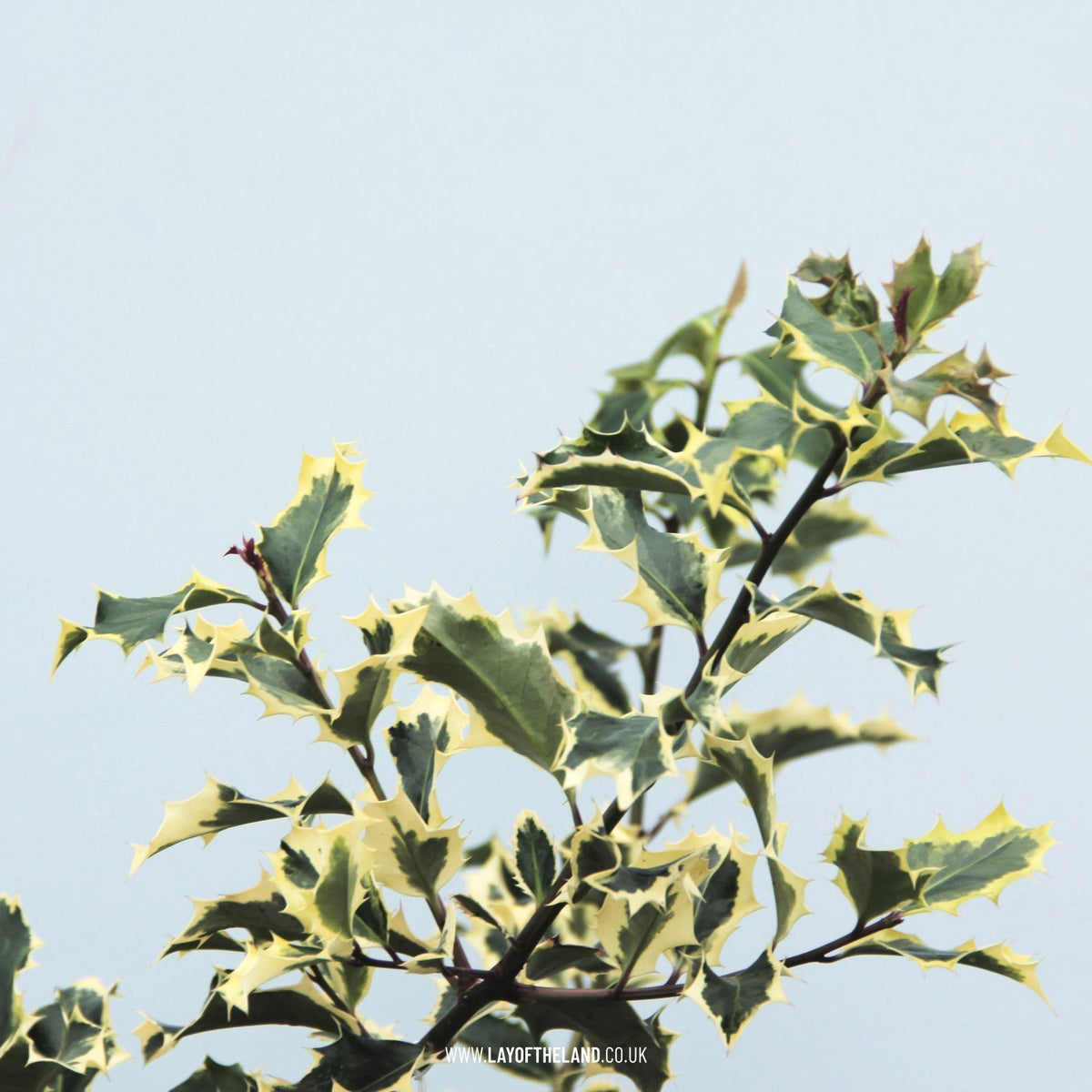 Ilex aquifolium 'Madame Briot'