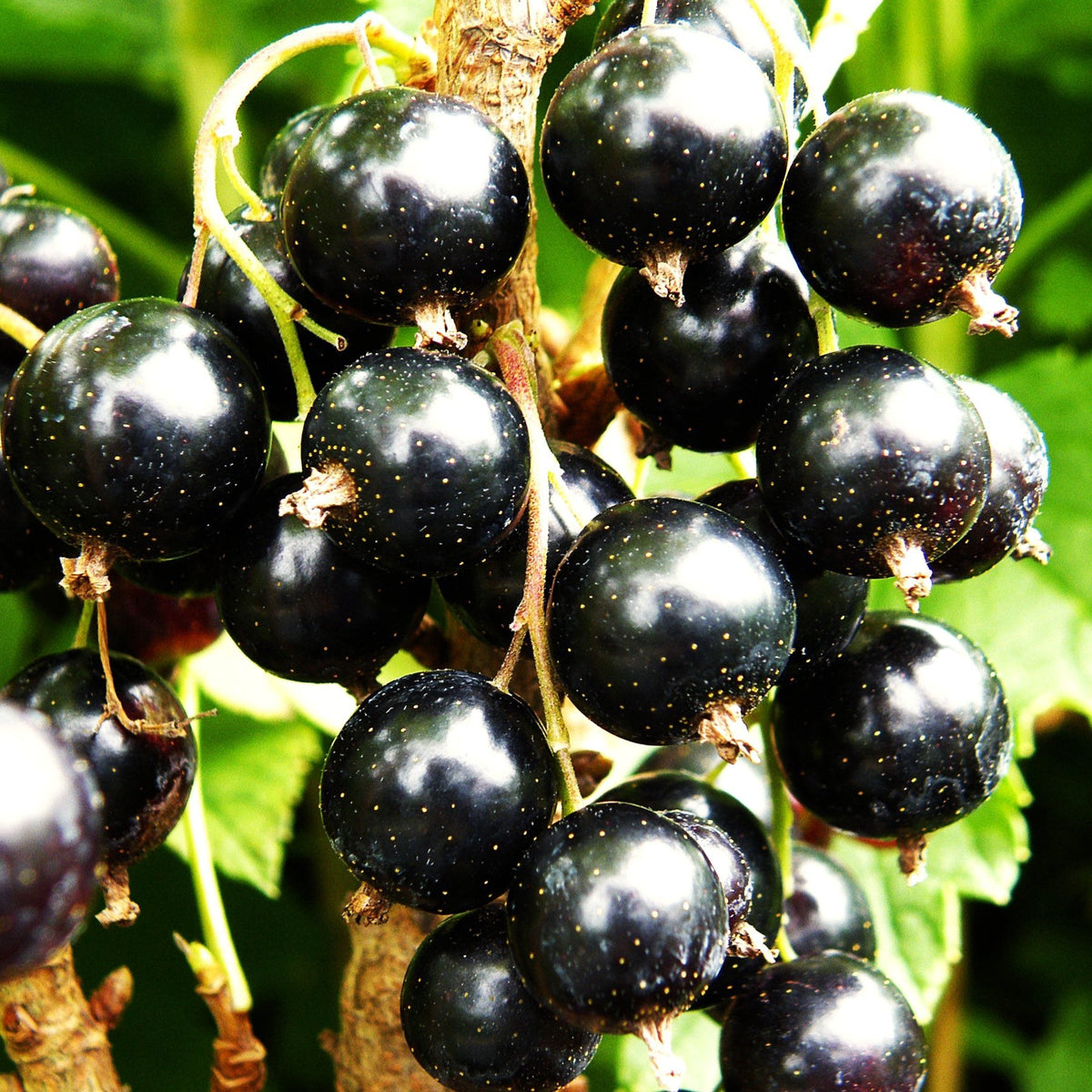 Blackcurrant 'Ben Lomond'