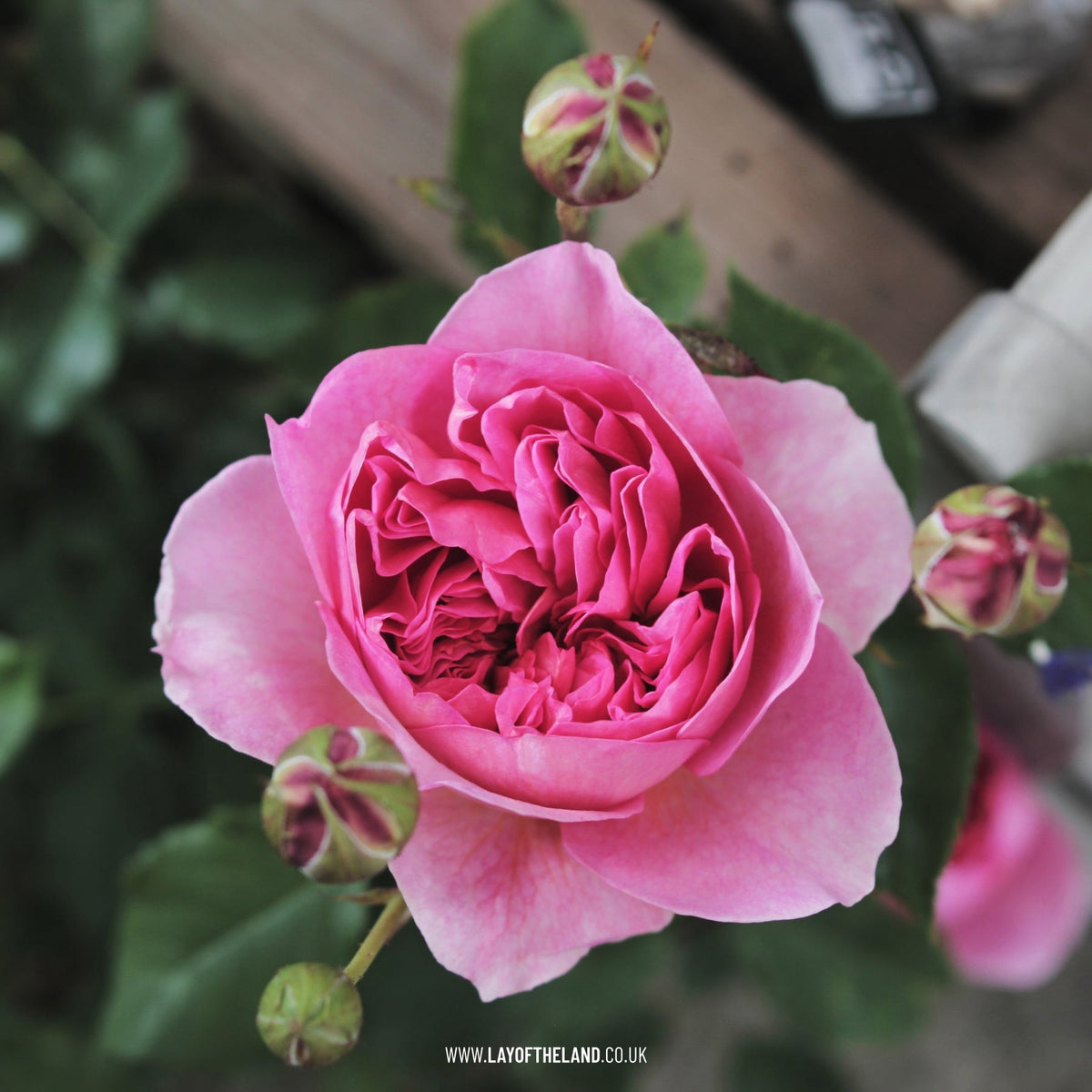 David Austin Rose - 'Boscobel'
