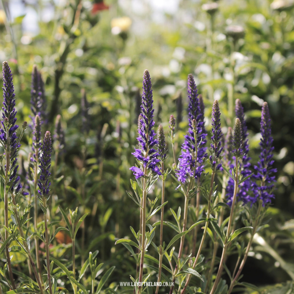 Veronica spicata Inspire Blue