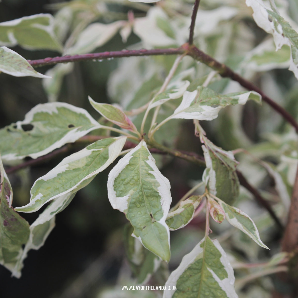 Cornus controversa Variegata