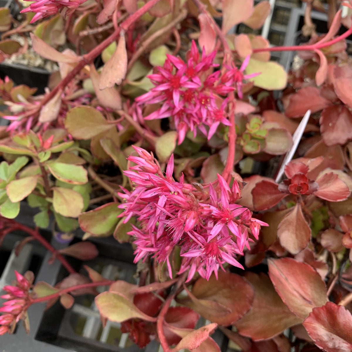 Sedum Dragons Blood