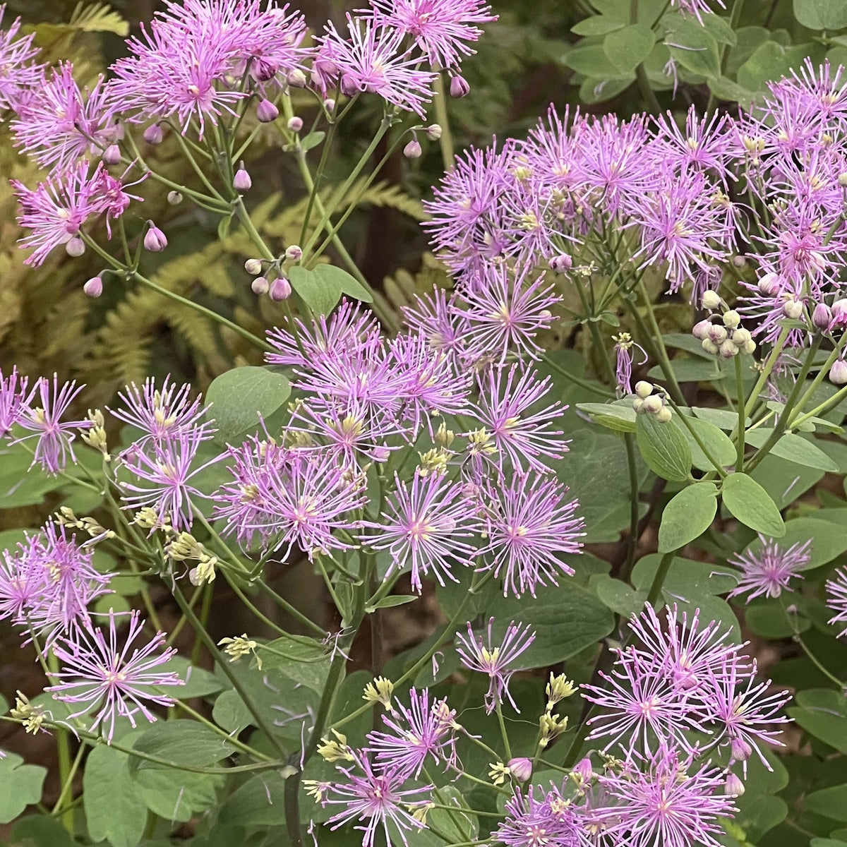 Thalictrum Black Stockings