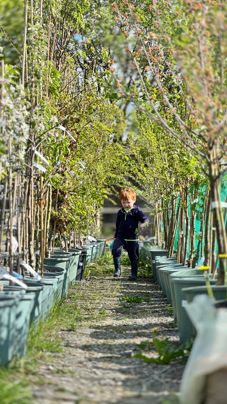 Archie walking between rows of nursery trees