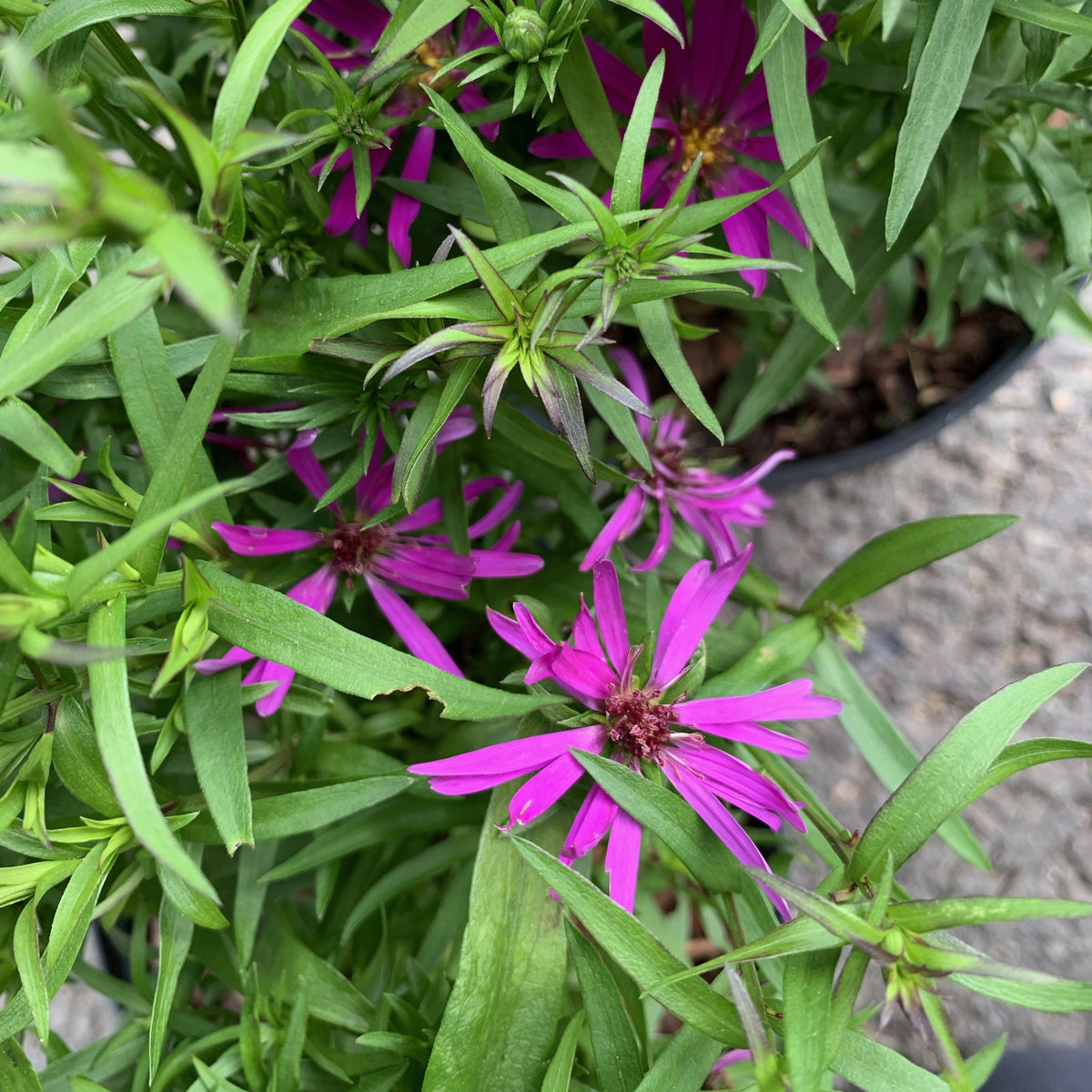 Aster Purple Diamond Lay of the Land Ltd
