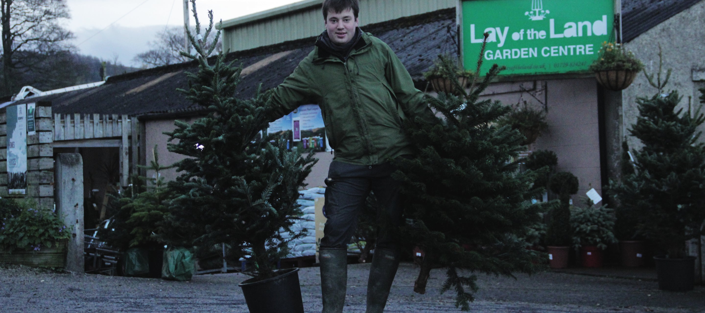Cut Tree or Pot Grown?