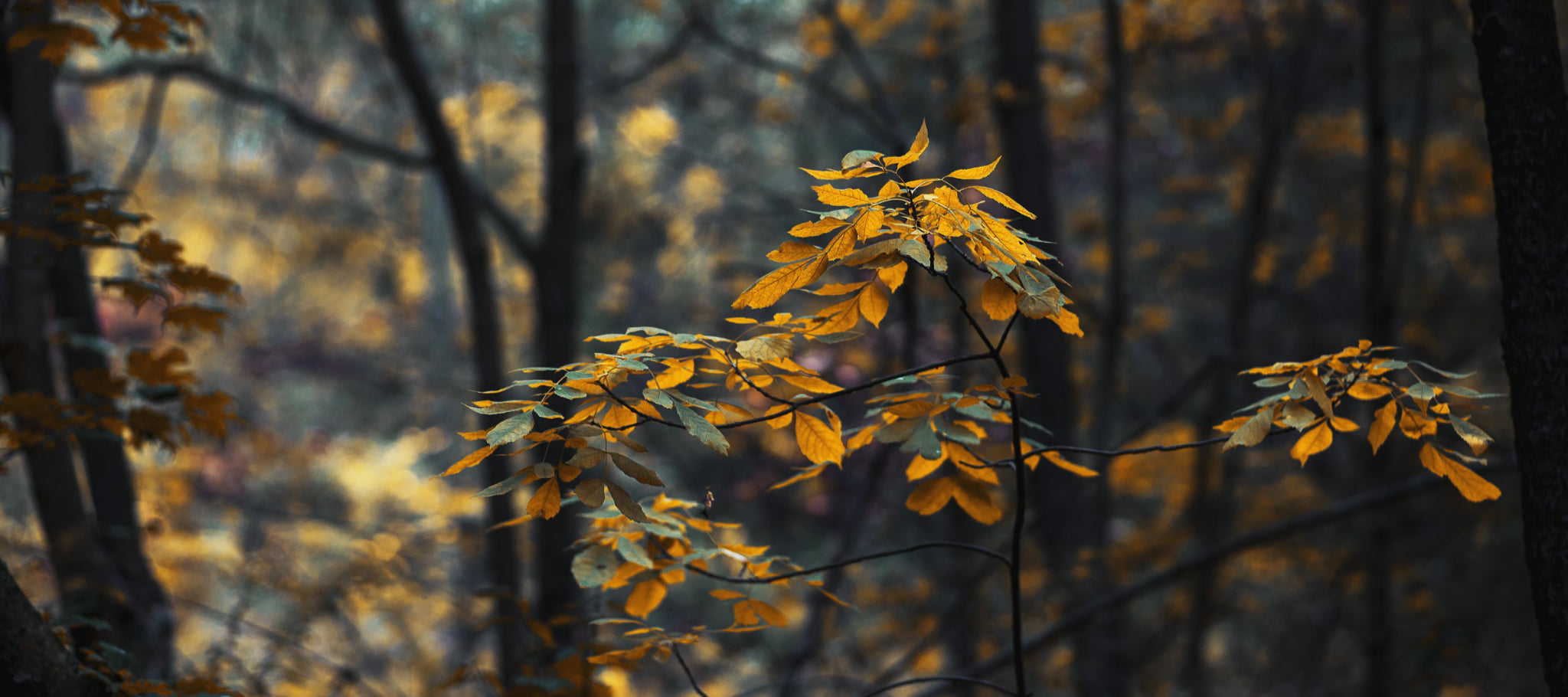 'The best time to plant a tree'