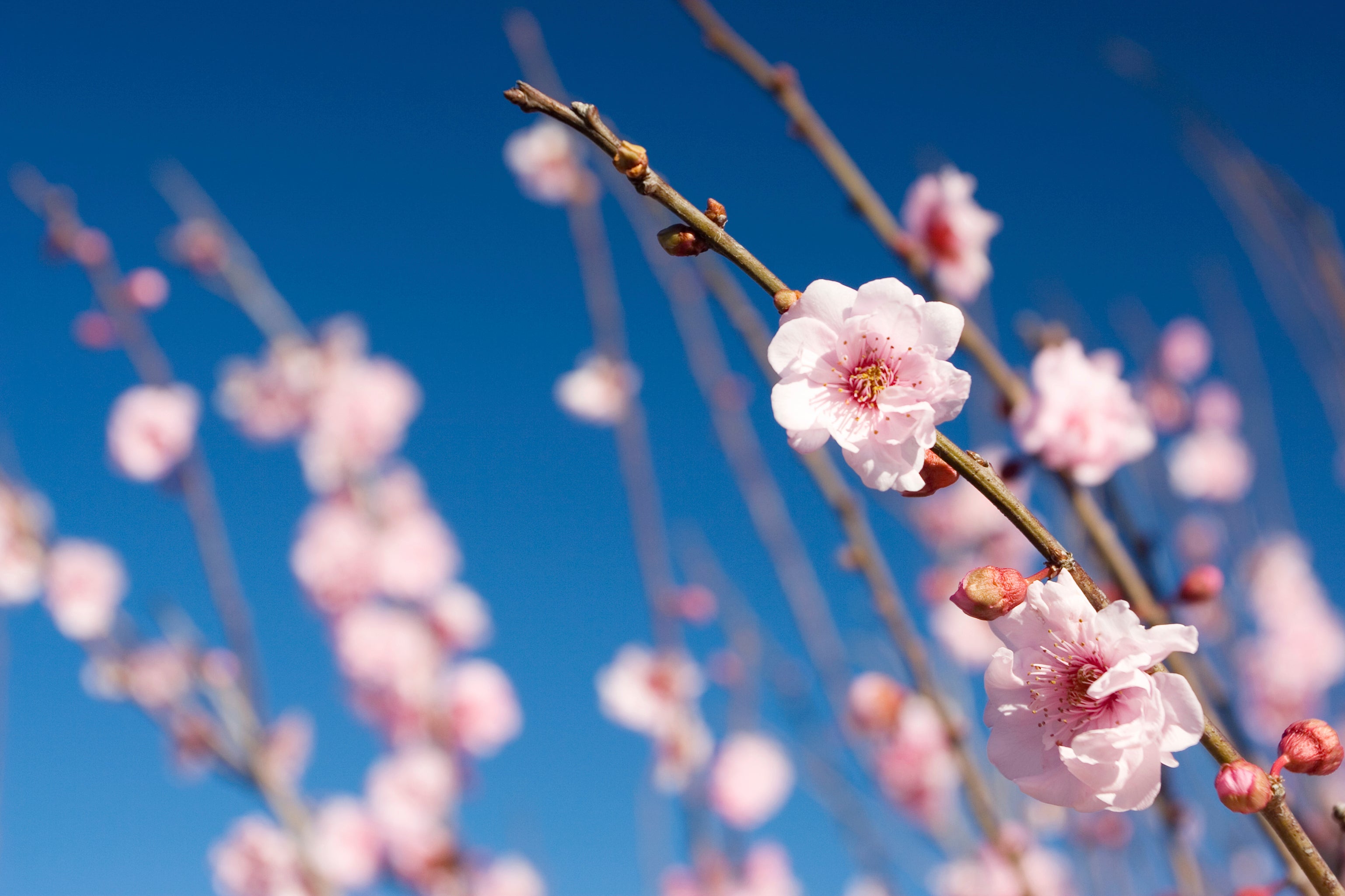 Spring is in the air!