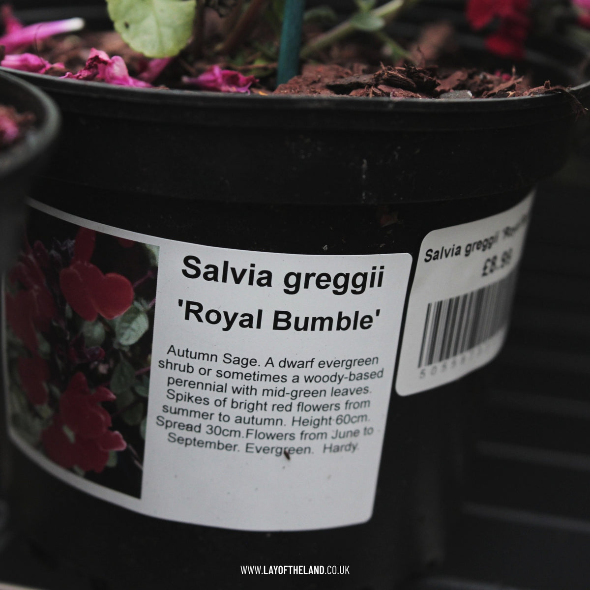 Salvia greggii Royal Bumble