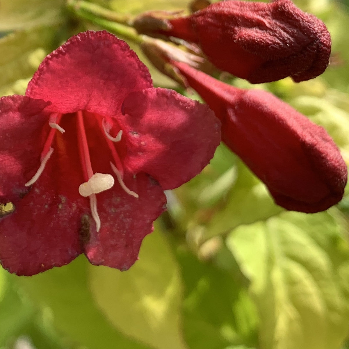 Weigela Briant Rubidor