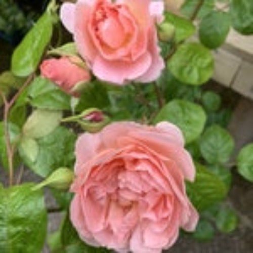 David Austin English Climbing Rose - 'Strawberry Hill'