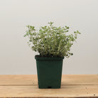 Thyme Archer's Gold
