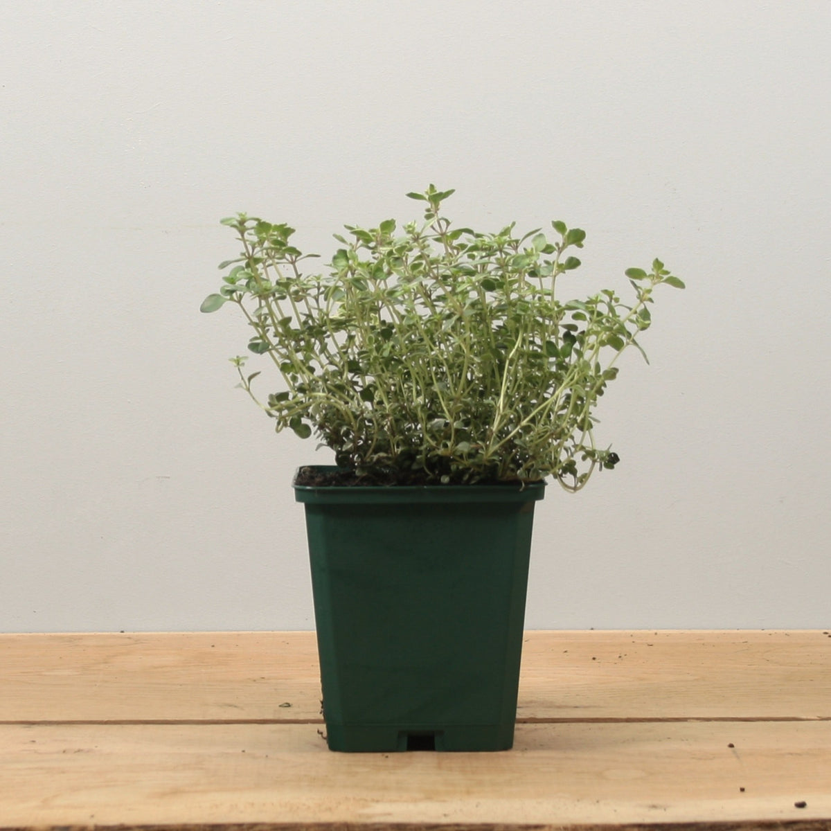 Thyme Archer's Gold