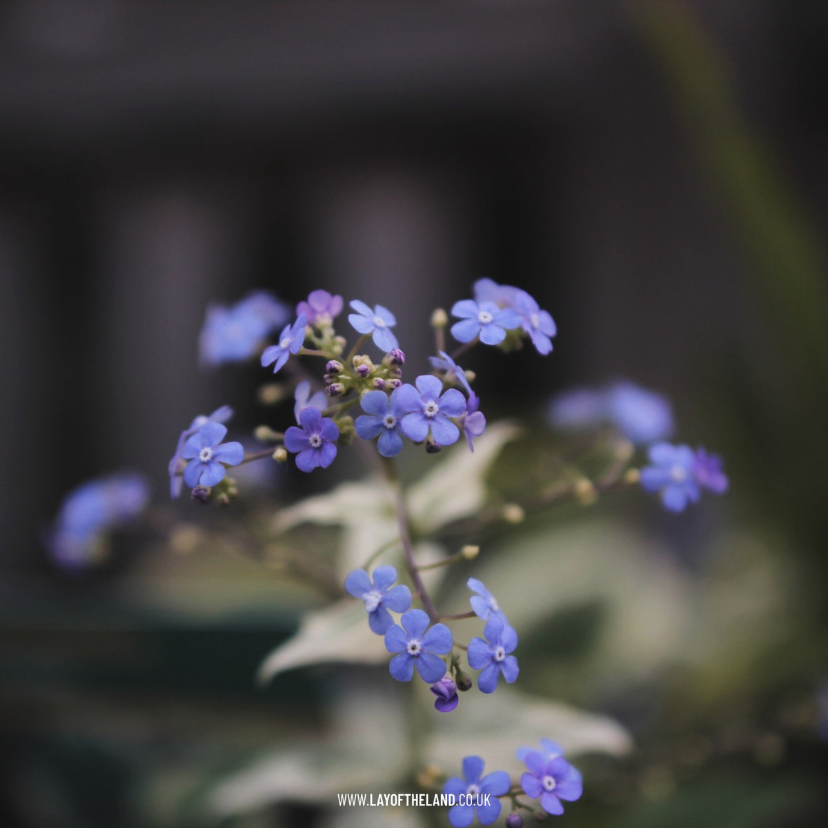 Brunnera macrophylla Variegata