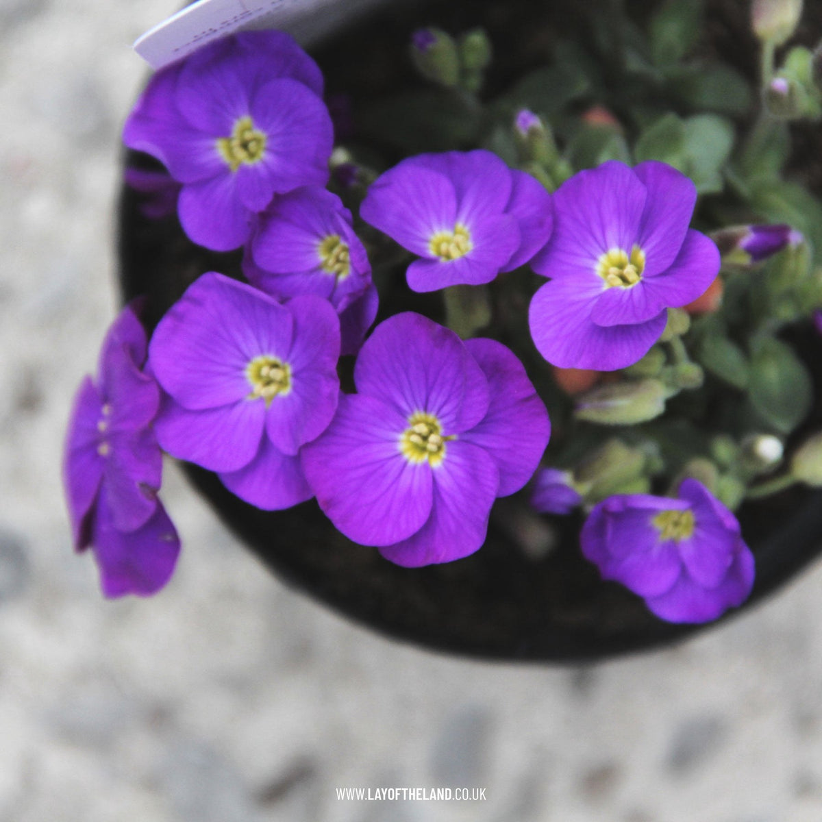 Aubrieta Kitte Blue