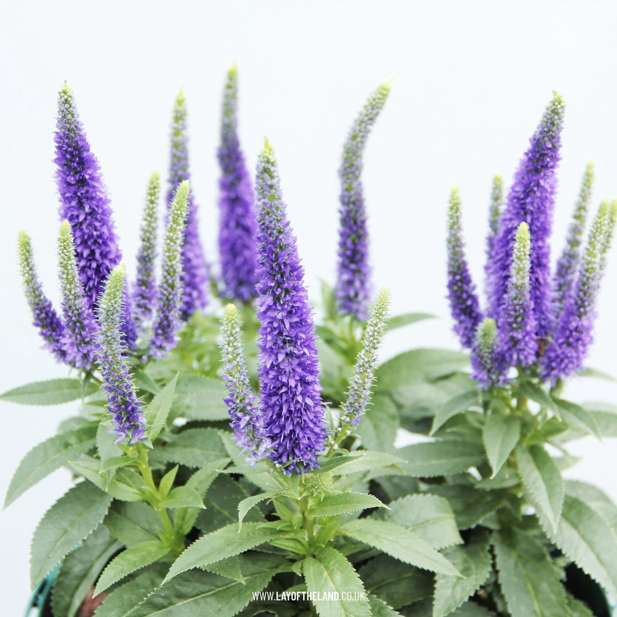 Veronica spicata 'Royal Candles'