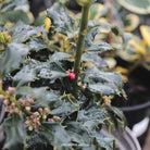 Ilex aquifolium Alaska
