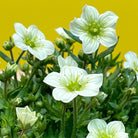 Saxifraga alpino 'Lime'