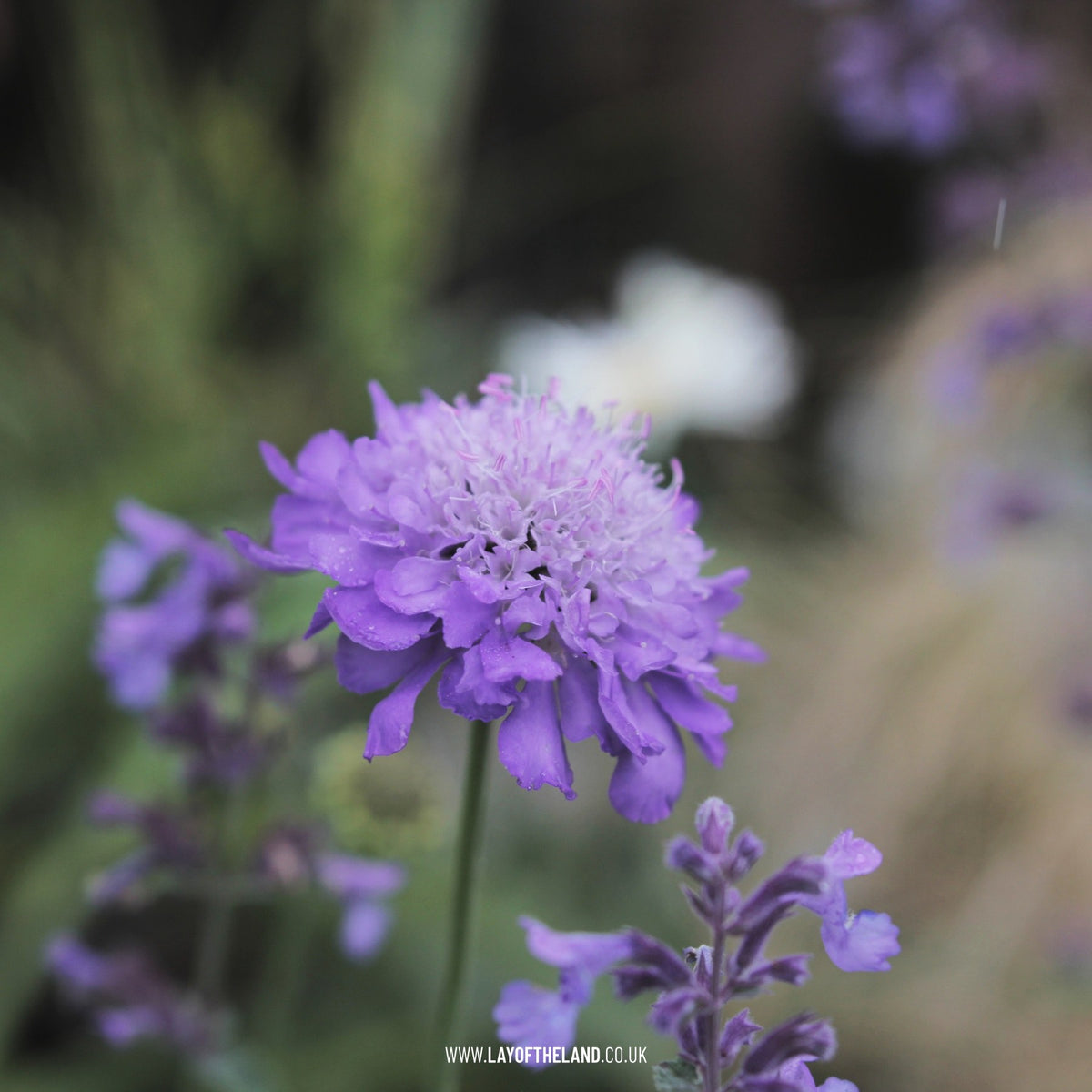 Scabiosa Columbaria Mariposa Blue
