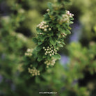 Spiraea nipponica 'Snowmound'