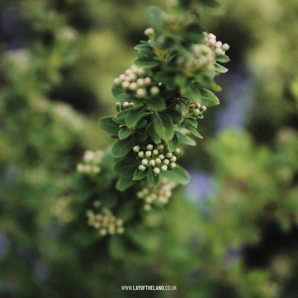 Spiraea nipponica 'Snowmound'
