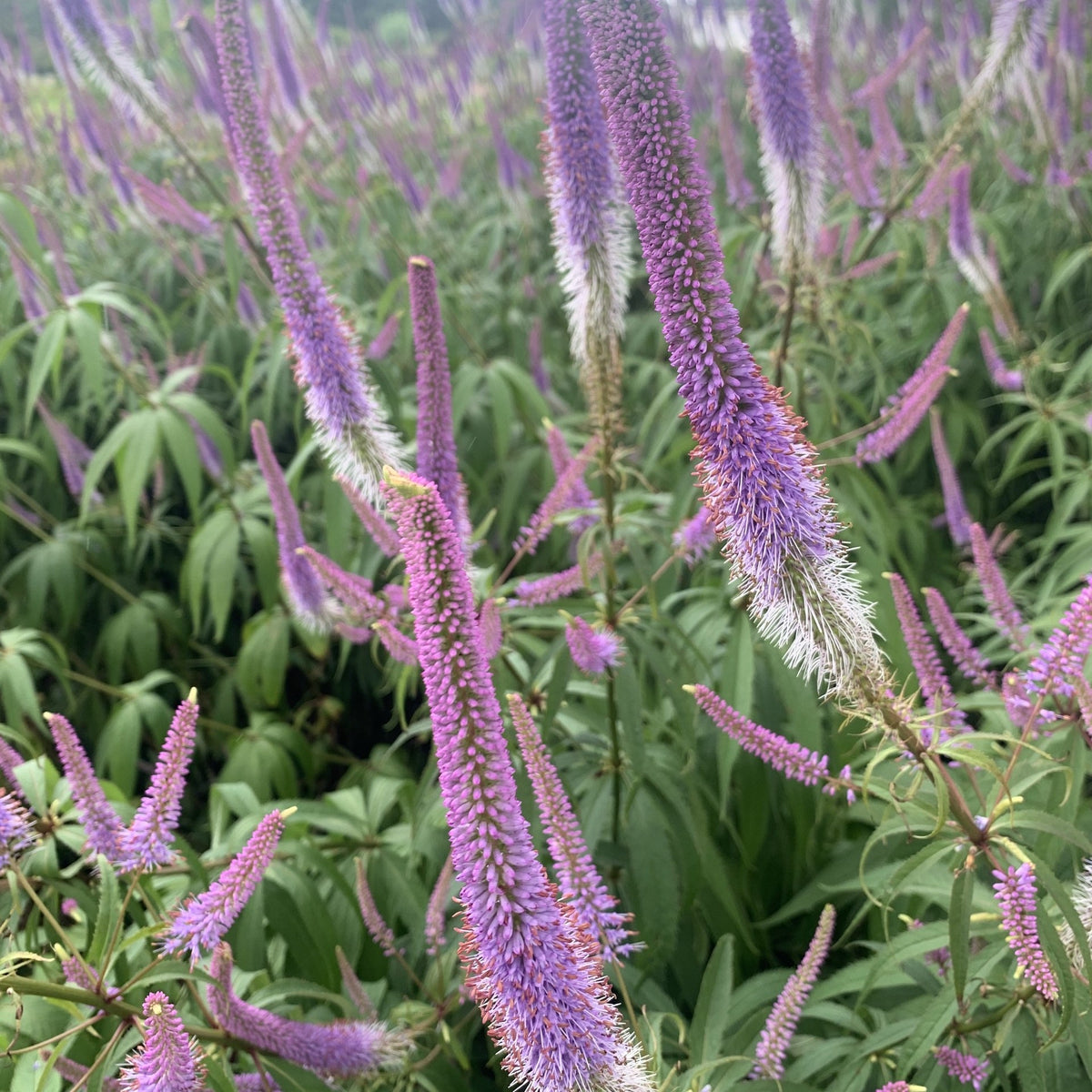 Veronicastrum virginicum 'Fascination'
