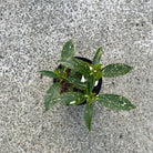 Aucuba japonica 'Variegata'