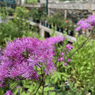 Thalictrum Black Stockings