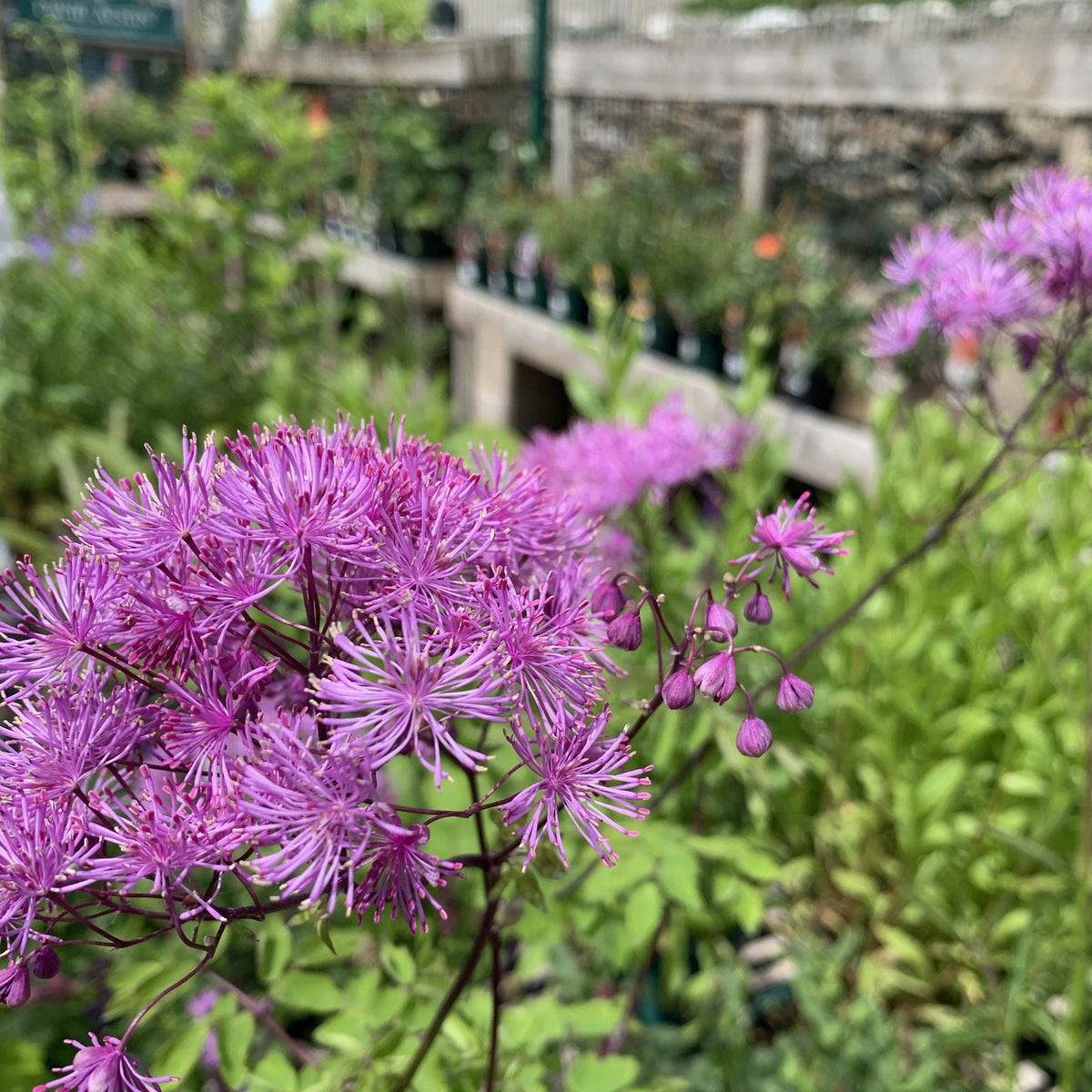 Thalictrum Black Stockings