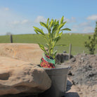 Helenium Waltraut