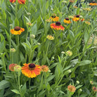 Helenium Waltraut