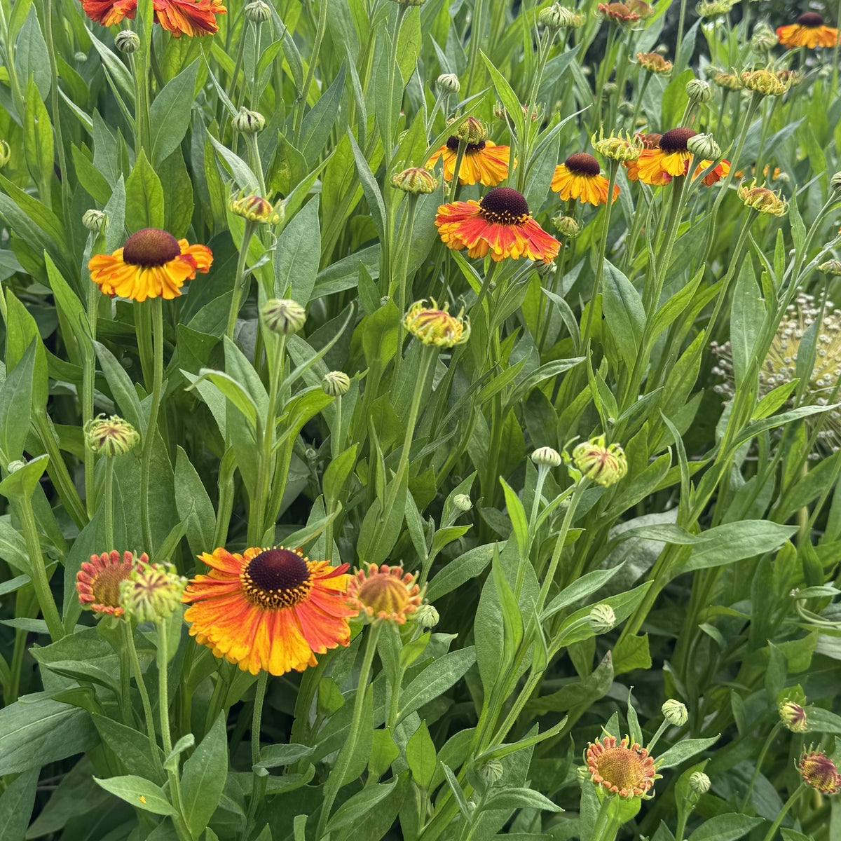 Helenium Waltraut