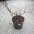 Cornus alba "Sibirica"